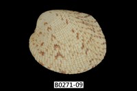 藏品(網目簾蛤)的圖片